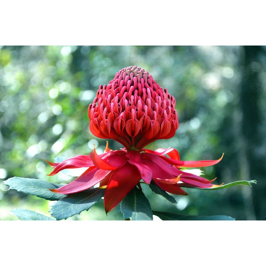 AUSTRALIAN BUSH REED DIFFUSER REFILL - GumDropAus