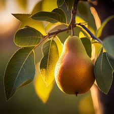 English Pear Orchard Reed Diffuser Refill Oil - GumDropAus