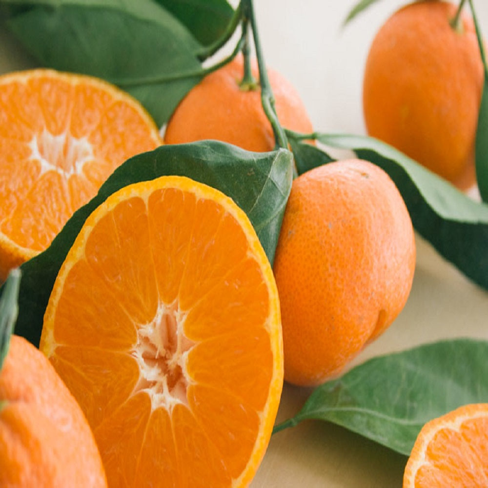 MIMOSA & MANDARIN - GumDropAus