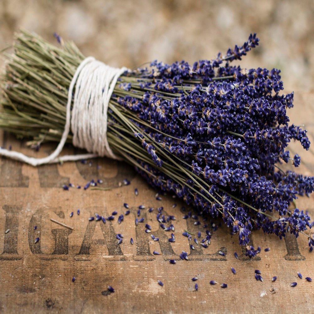 FRENCH LAVENDER - GumDropAus