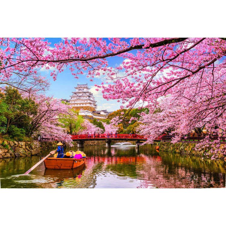 Japanese Honey Suckle - GumDropAus