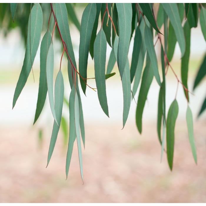 Lemon Scented Myrtle - GumDropAus