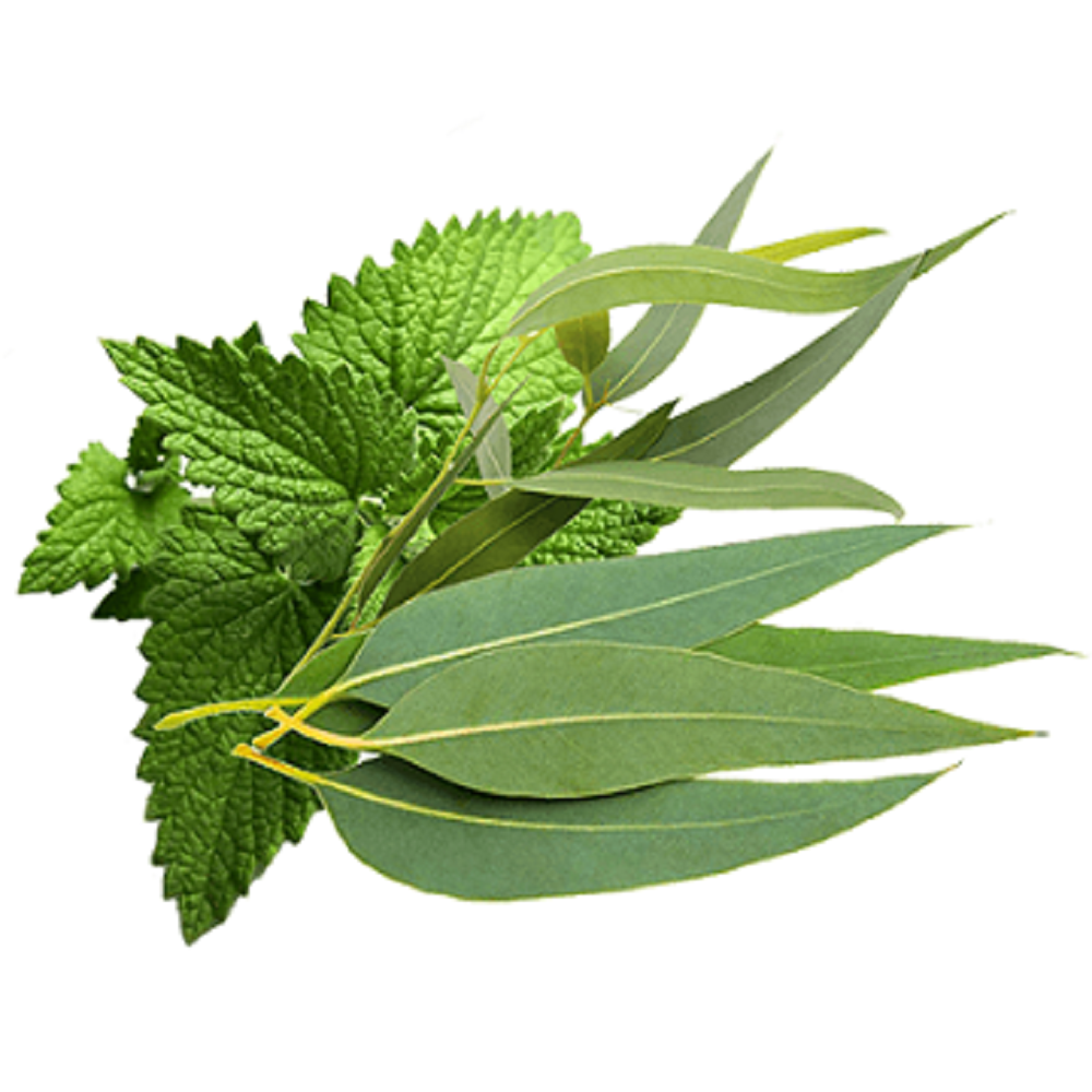 PEPPERMINT & EUCALYPTUS - GumDropAus