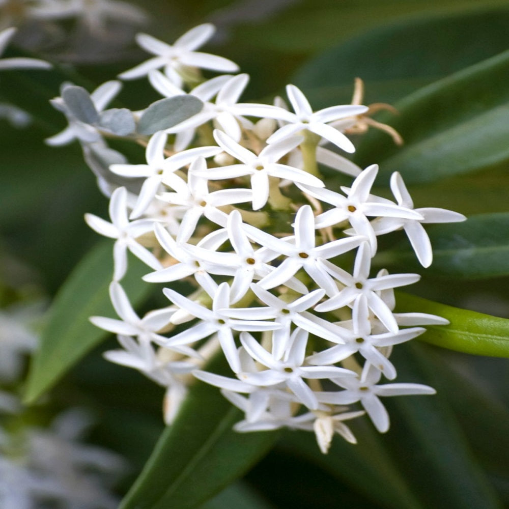 JASMINE DREAM - GumDropAus
