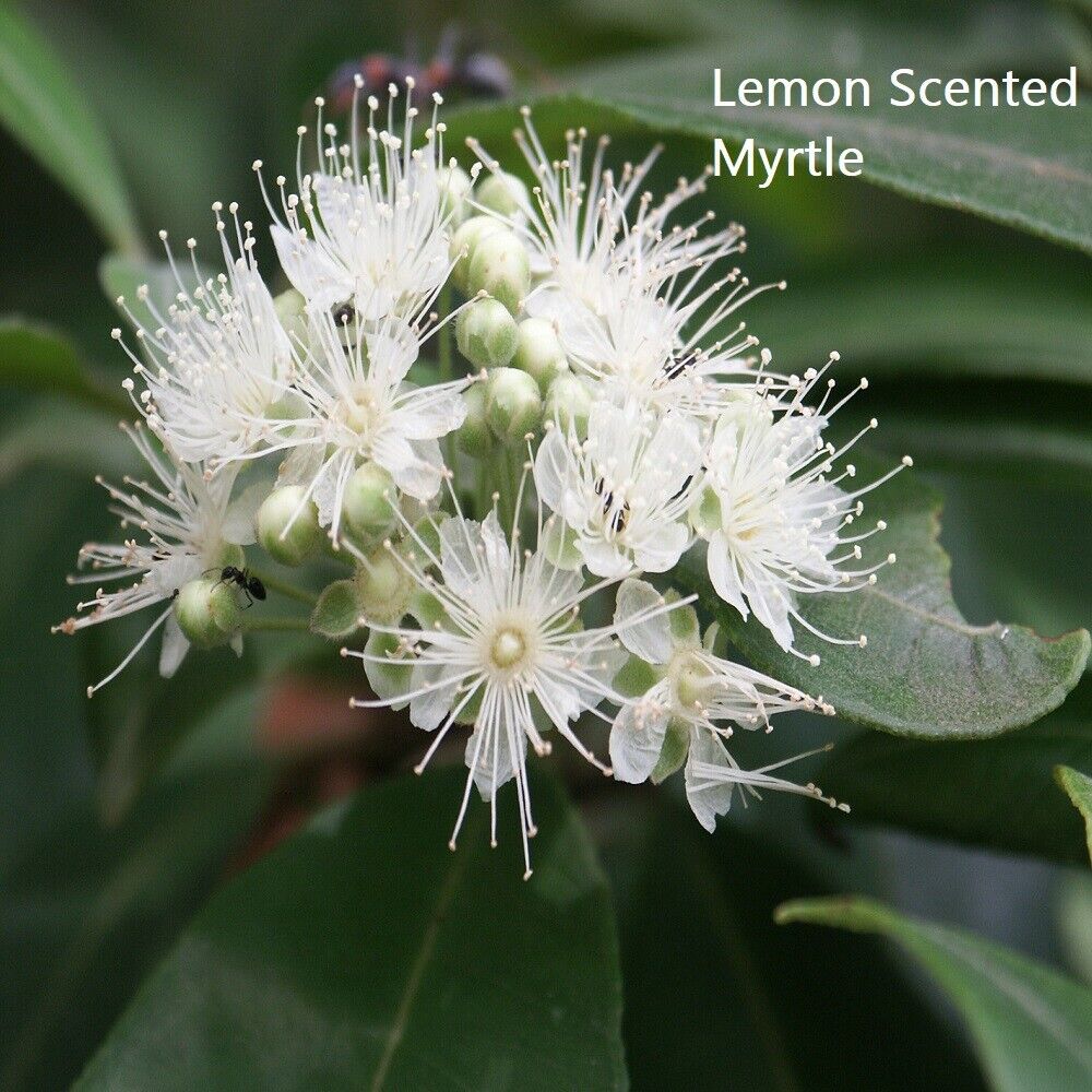 LEMON SCENTED MYRTLE REED DIFFUSER OIL REFILL - GumDropAus