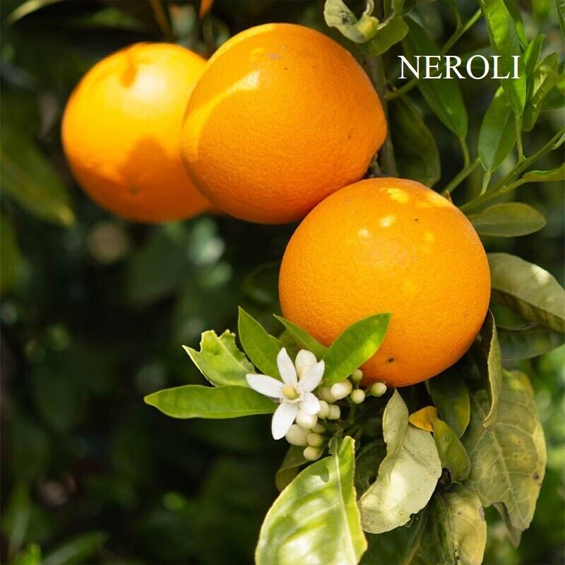 NEROLI REED DIFFUSER OIL REFILL - GumDropAus