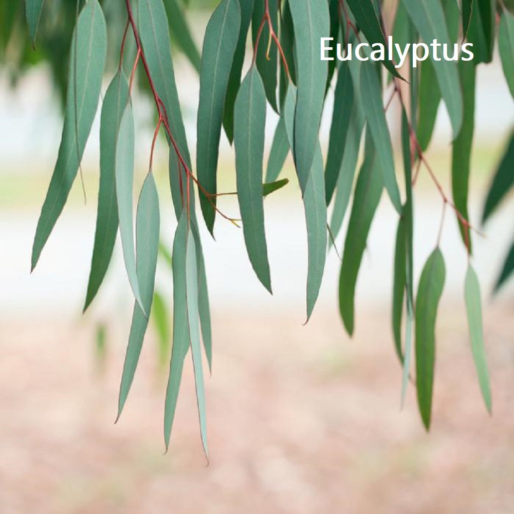 Eucalyptus Reed Diffuser Refill Oil - GumDropAus