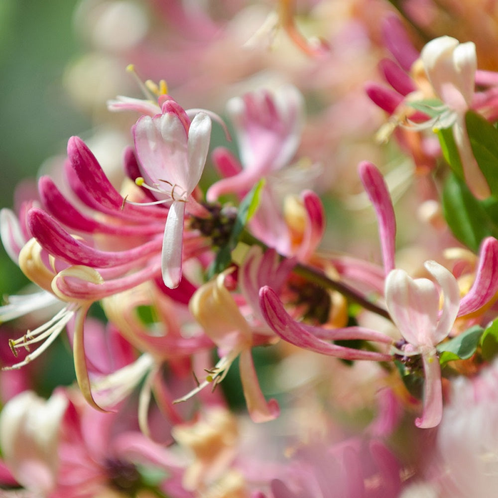 JAPANESE HONEYSUCKLE - GumDropAus