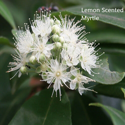 LEMON SCENTED MYRTLE REED DIFFUSER OIL REFILL - GumDropAus