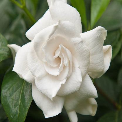 GARDENIA - GumDropAus